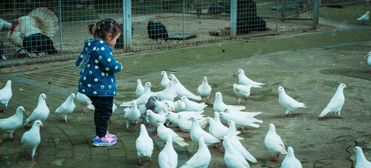 白鸽群中的小女孩摄影图