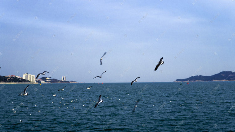 自然风景鸟类之海边飞翔海鸥摄影