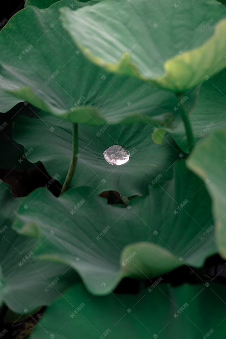  夏天荷塘荷叶绿色露水水滴摄影