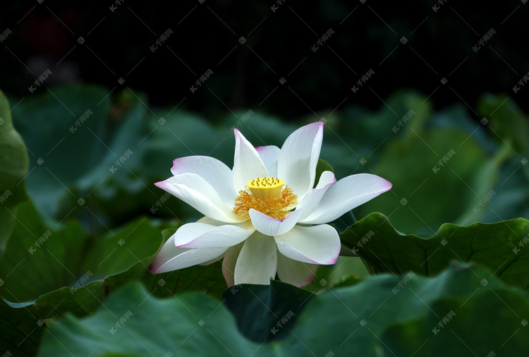 白色荷花莲花摄影图