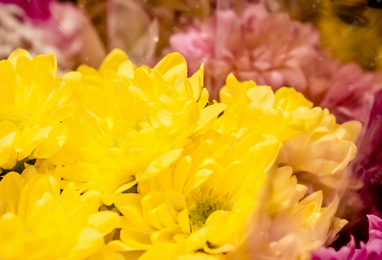 菊花鲜花花束摄影图