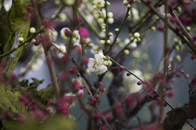 杭州植物园风景白梅红梅枝条摄影