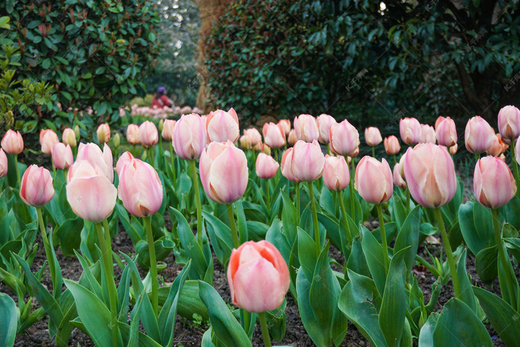 春天植物园粉色郁金香自然风景摄