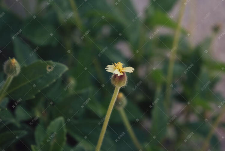 墨绿小雏菊摄影图