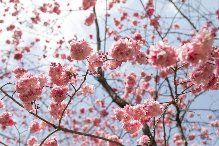 春天盛开桃花花枝自然风景摄影图