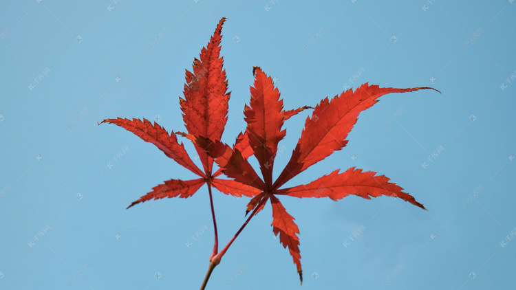 秋天枫叶摄影图