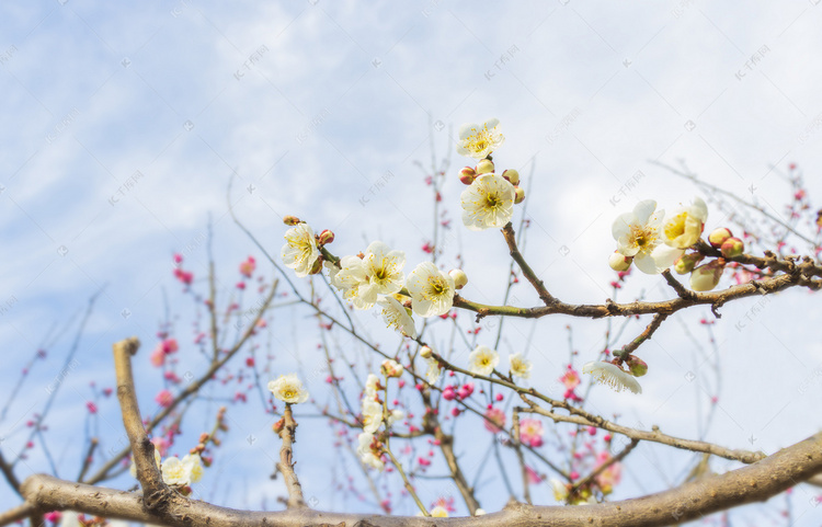 冬天腊梅梅花梅花树梅花风景梅花园静物摄影图配图
