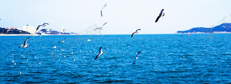 海边海鸥清新文艺背景海报