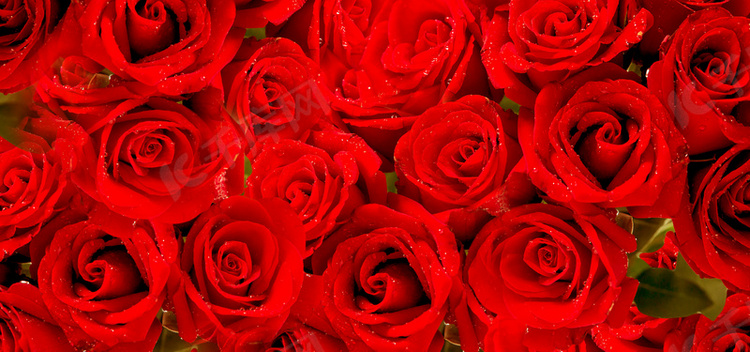 红色鲜艳玫瑰花背景