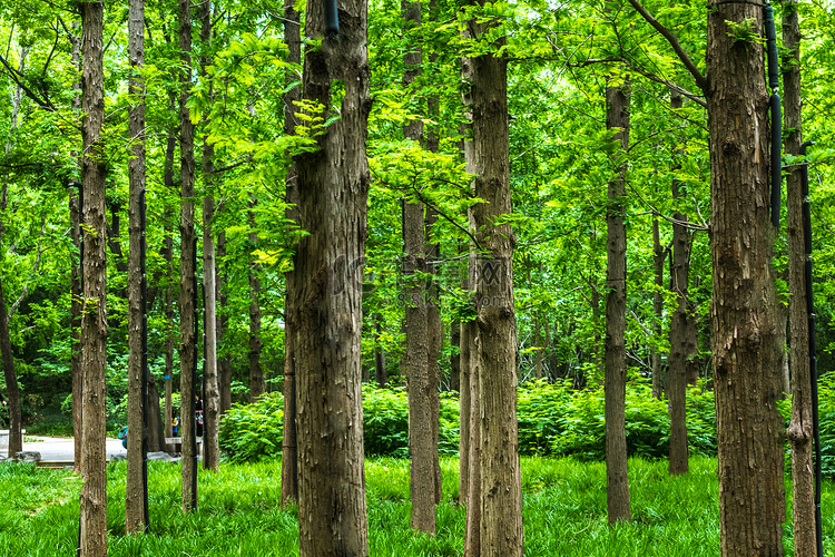 绿色树林摄影图