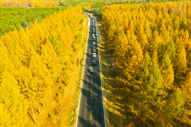 金色秋季森林公路摄影图