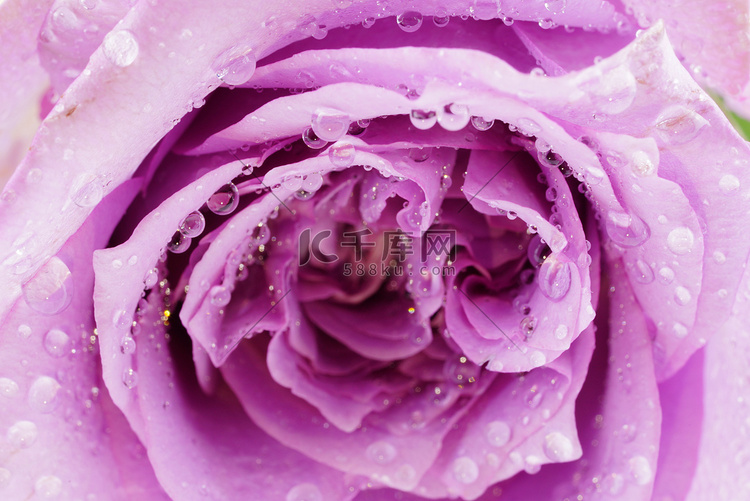 情人节紫色玫瑰花