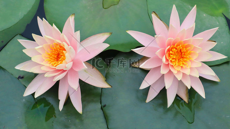 两朵粉色睡莲在池塘里摄影图
