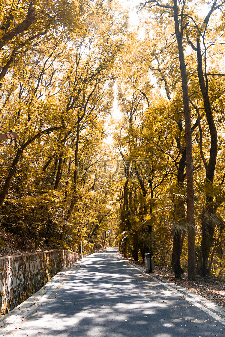 秋天森林公园道路摄影图