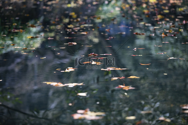 池塘落叶摄影图