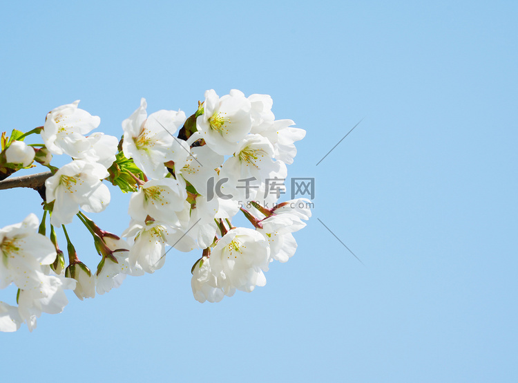 春天白色梨花花朵摄影图