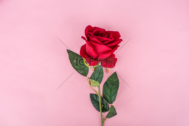 唯美七夕粉色背景上的玫瑰花摄影
