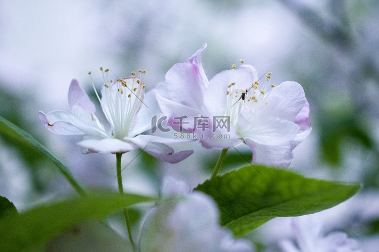两朵海棠花摄影图
