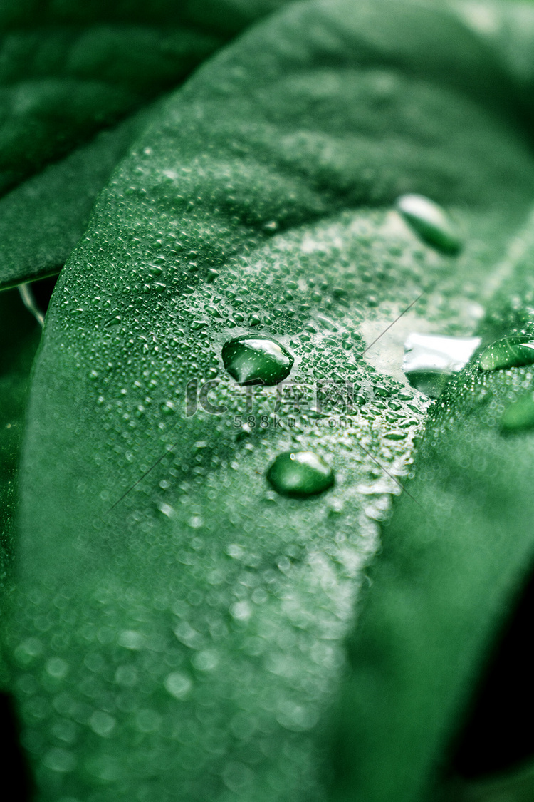 绿叶上雨滴摄影图