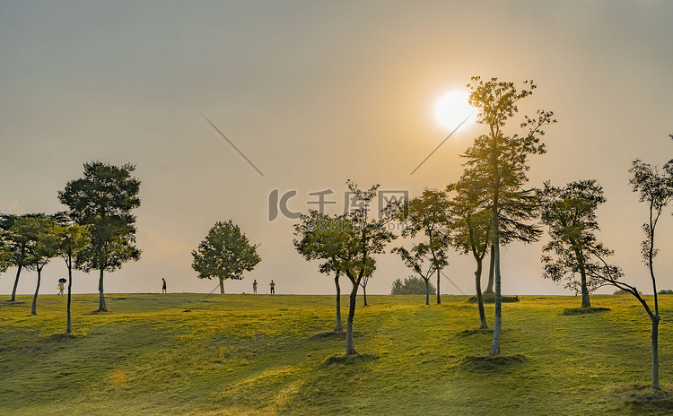 夏日风光树木太阳摄影图