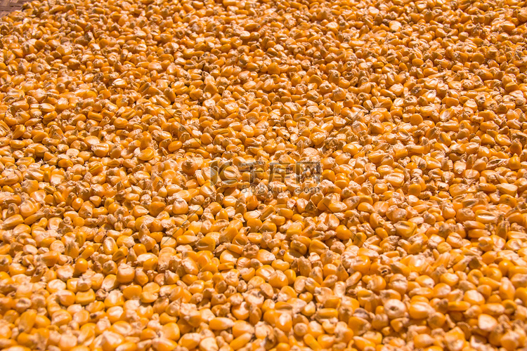 秋季丰收果实玉米摄影图