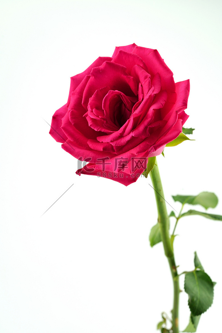 一枝盛开红色玫瑰花摄影图