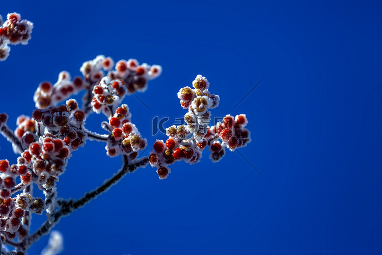 野果枝条和白雪摄影图