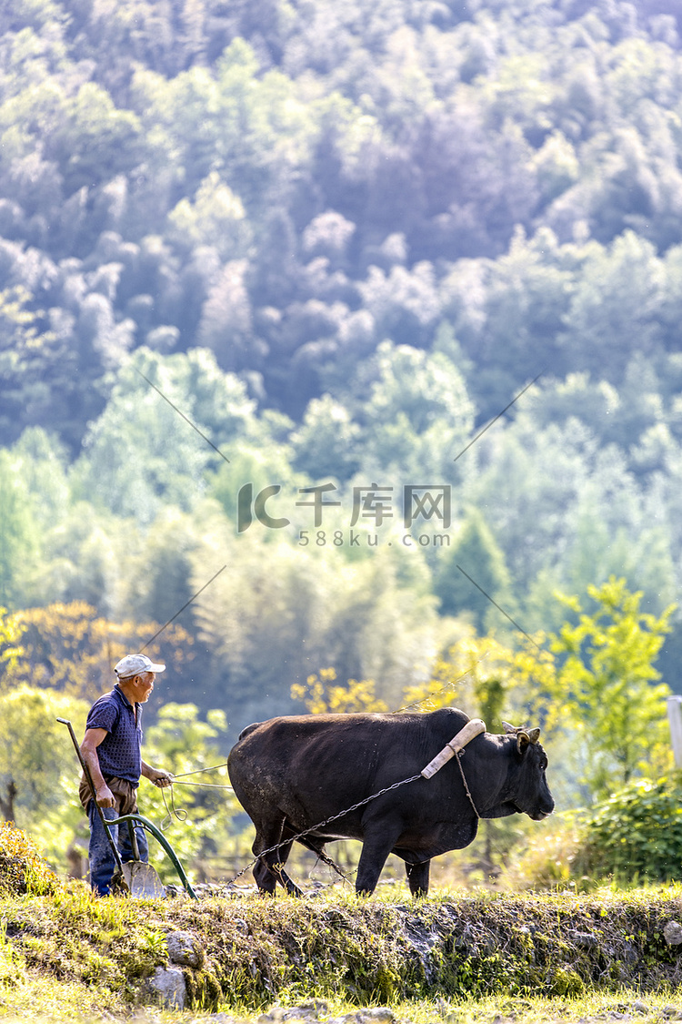 人物耕牛和水田摄影图