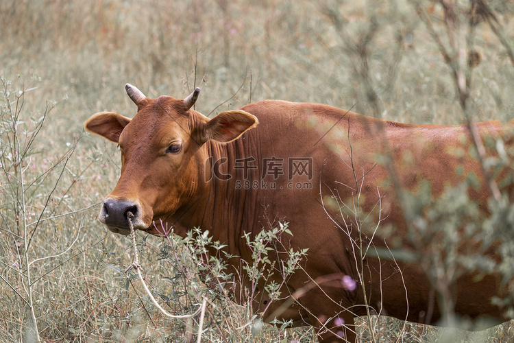 草地里放养的牛照片