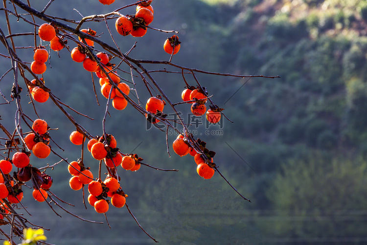 枝条柿子和叶子摄影图