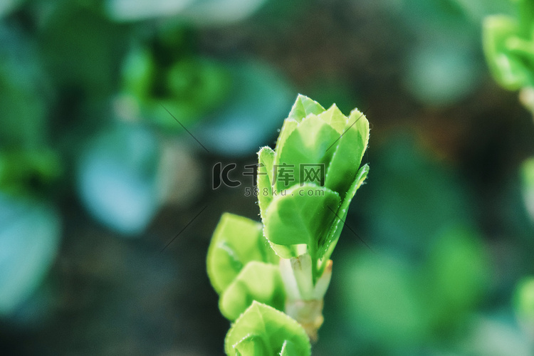 春季绿色植物摄影图