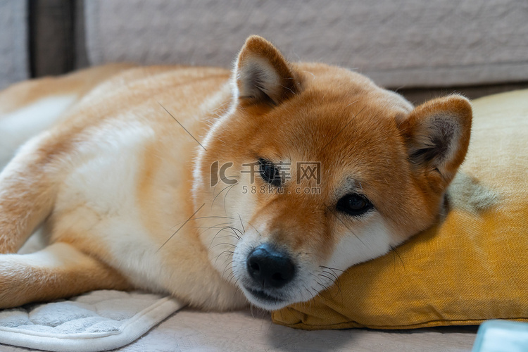 宠物狗柴犬睡觉特写摄影图