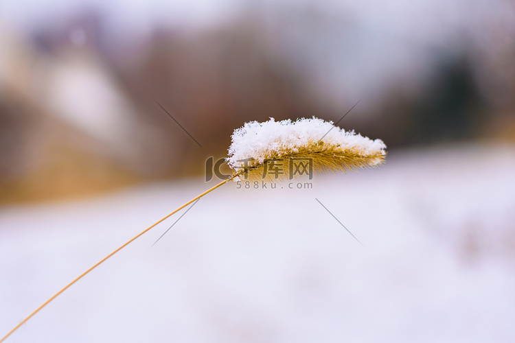 狗尾巴草上雪摄影图