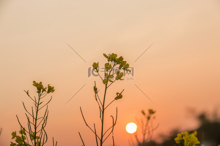 日落植物小花摄影图