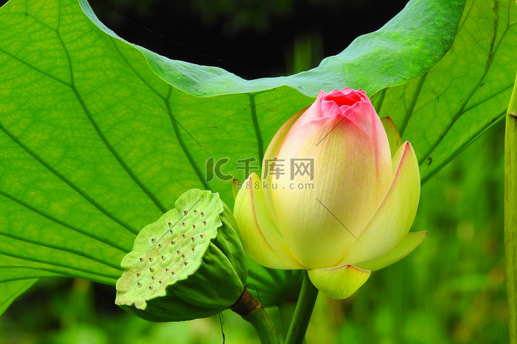 夏天夏至荷花莲藕荷叶背景摄影图