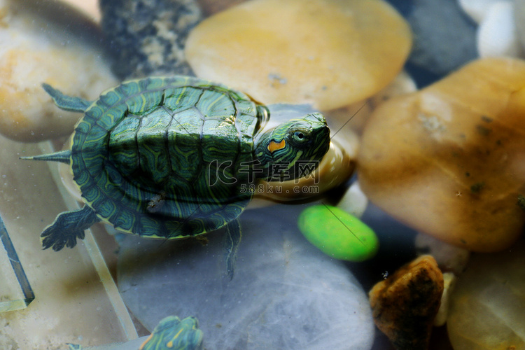 小动物巴西龟乌龟摄影图