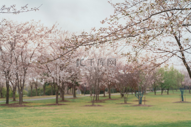 赏花春季樱花植物园树木摄影图配