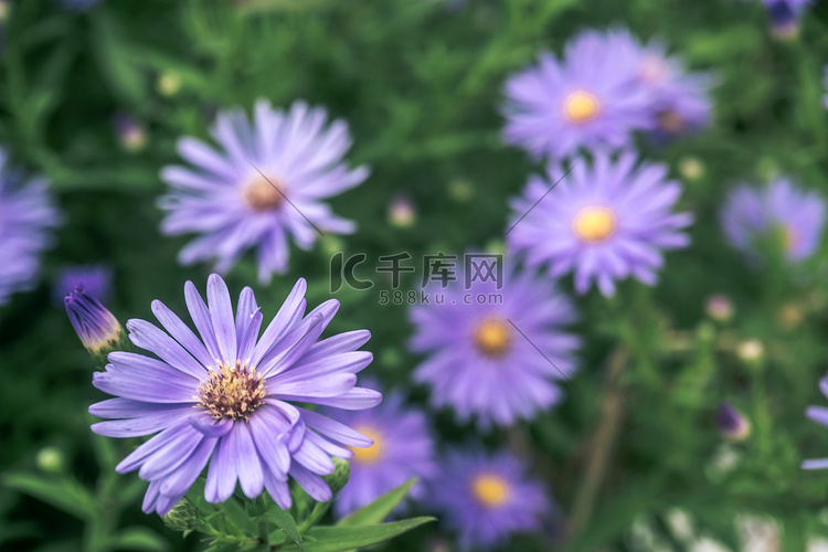 美丽紫色小菊花植物园花卉摄影图