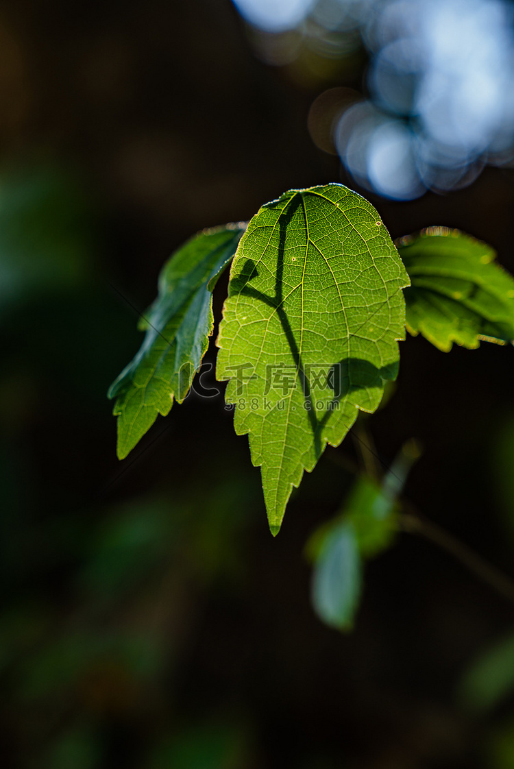 叶子春天阳光植物逆光树叶摄影图