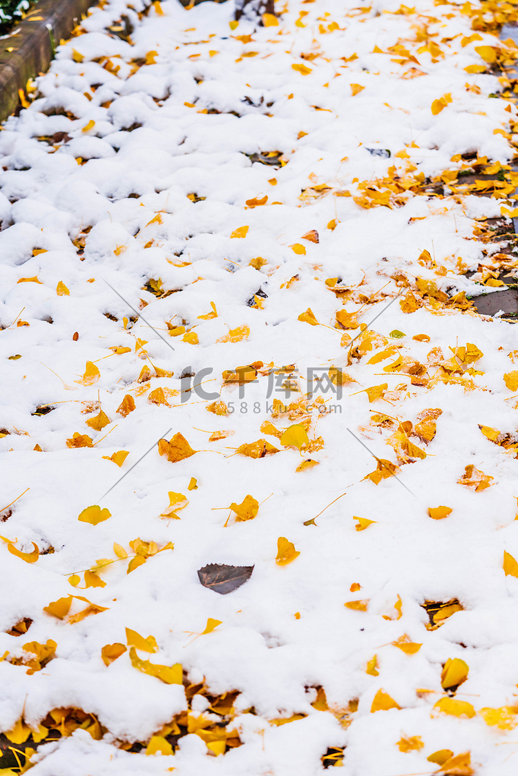 冬季冬天白雪落叶室外赏雪摄影图