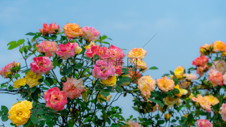 五颜六色的玫瑰花海初夏玫瑰花花