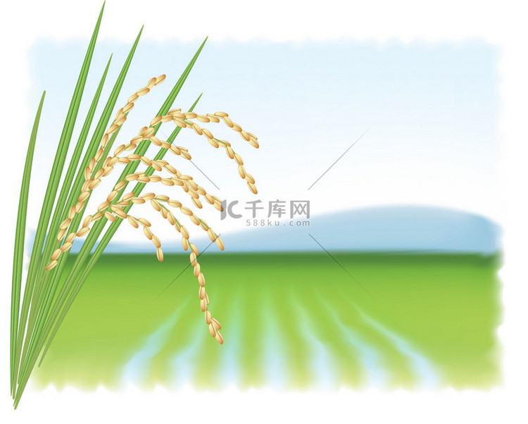 稻田和水稻成熟的一个分支。矢量