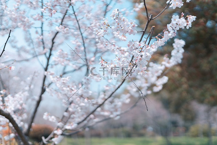 花季白天樱花公园散步摄影图配图