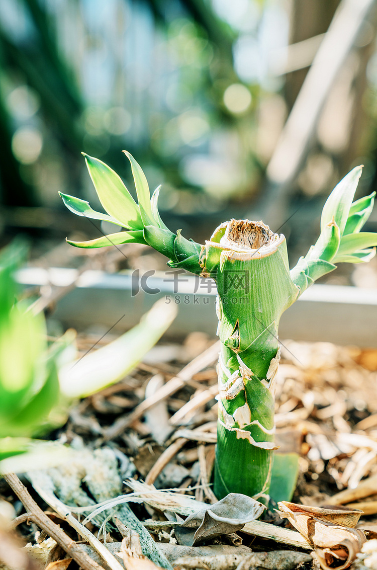 清新绿植夏季阳光植物摄影图配图