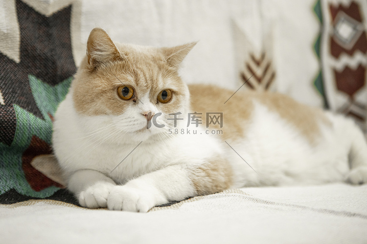 沙发上的猫咪下午猫咪室内无摄影