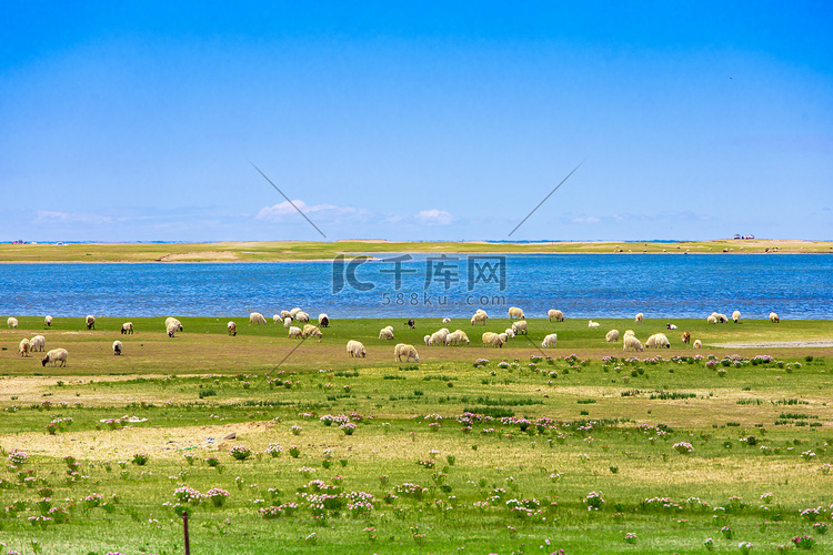 青海夏天西宁青海湖羊群摄影图配