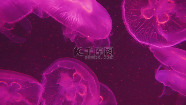 梦幻海中夜光水母漂浮浮生物海洋