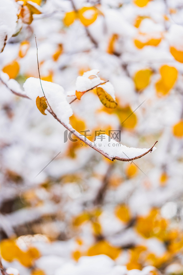 冬季树叶积雪落雪摄影图配图