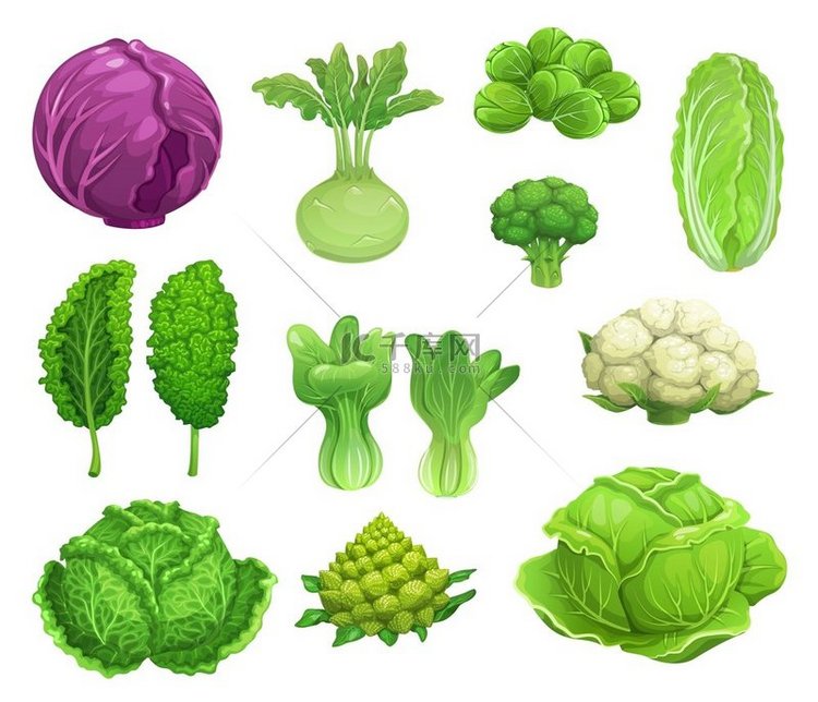 卡通矢量卷心菜和花椰菜蔬菜，新