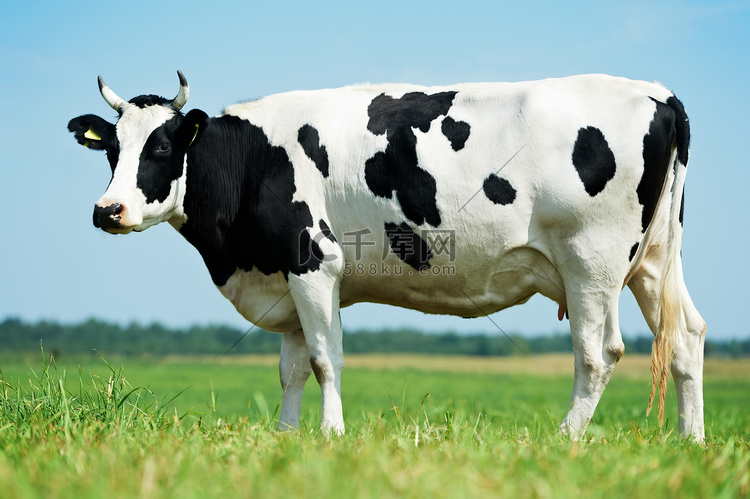 奶牛吃草草地上放牧